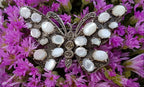 Sterling Silver Marcasite and Mother of Pearl Large Butterfly Brooch